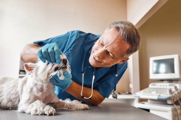 Best Emergency Gum Treatment in Goulds, FL